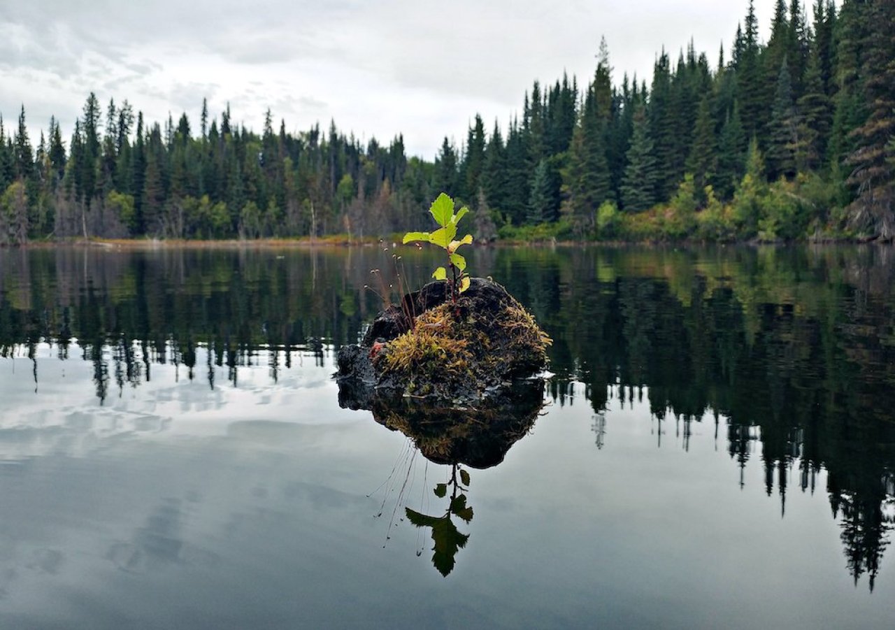 Plant in the forest.